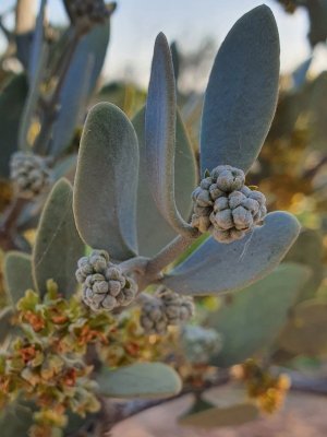 male jojoba plant